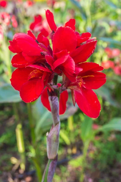 Canna çiçekler — Stok fotoğraf