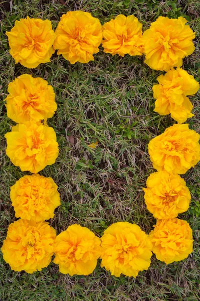 Árvore de algodão de seda amarela, Moldura de algodão amarelo . — Fotografia de Stock