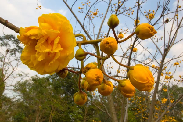 Yellow Silk Cotton Tree, Yellow Cotton Frame. — Stock Photo, Image