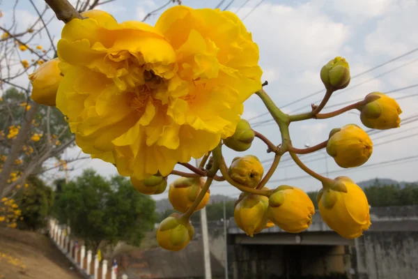 Yellow Silk Cotton Tree, Yellow Cotton Frame. — Stock Photo, Image