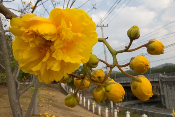 Yellow Silk Cotton Tree, Yellow Cotton Frame. — Stock Photo, Image