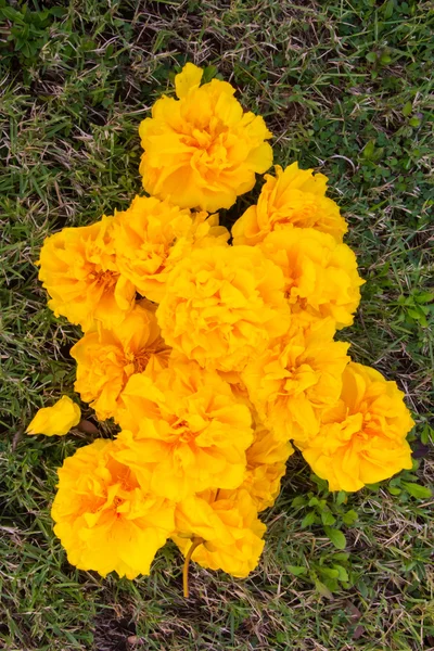 Árvore de algodão de seda amarela, Moldura de algodão amarelo . — Fotografia de Stock