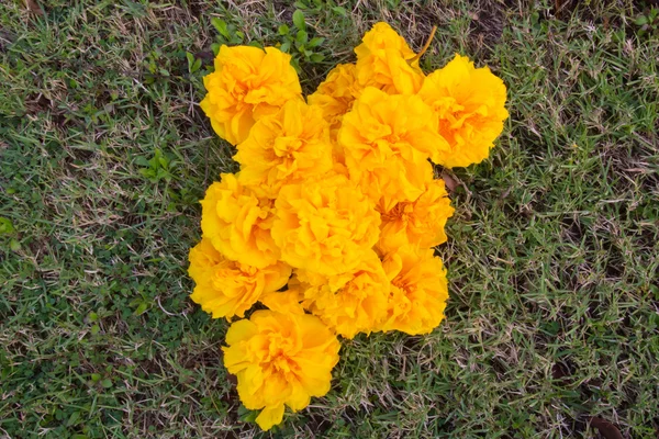 Árvore de algodão de seda amarela, Moldura de algodão amarelo . — Fotografia de Stock