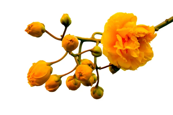 Místo ve tvaru srdce žluté květy, Valentýn srdce. — Stock fotografie