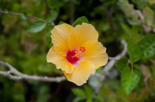 Hibiscus jaune fleur . — Photo