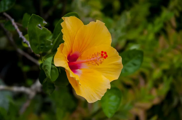 Flor amarela de hibisco . — Fotografia de Stock