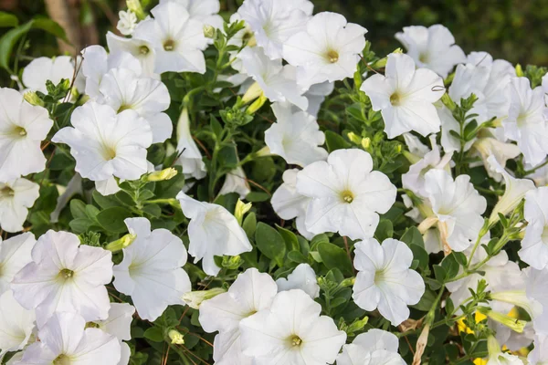 The flower background — Stock Photo, Image