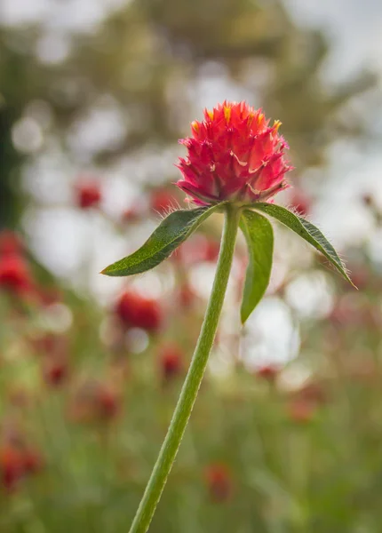 アマランサスの花 — ストック写真