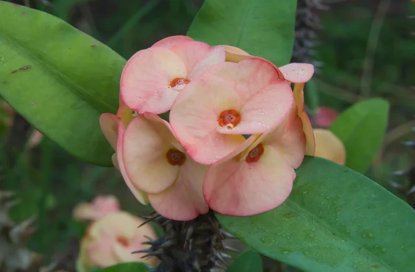 Couronne d'épines fleurs, Christ Thorn, Euphorbia milli Desmoul — Photo