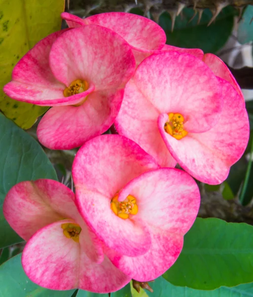 Crown of thorns flowers, Christ Thorn,Euphorbia milli Desmoul — Stock Photo, Image