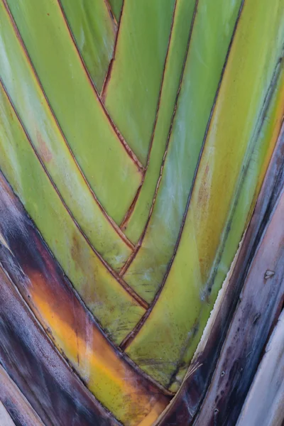 Bananenblätter wie ein Schlag Hintergrund Textur kaskadiert — Stockfoto