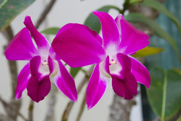 Orchid — Stock Photo, Image