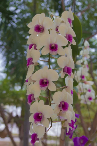 Orchid — Stock Photo, Image