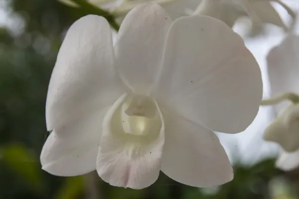 Orchid — Stock Photo, Image