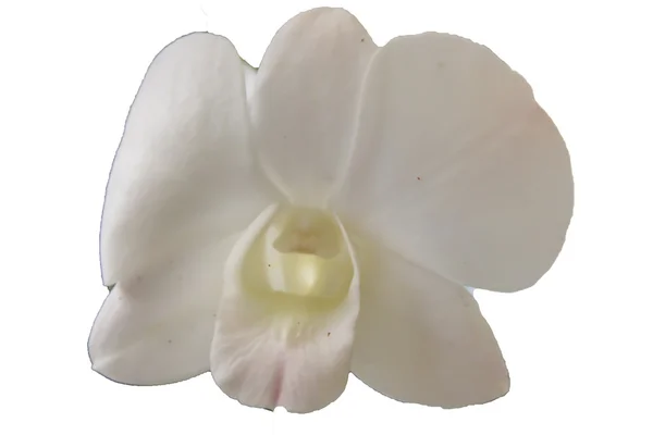 Orchid — Stock Photo, Image