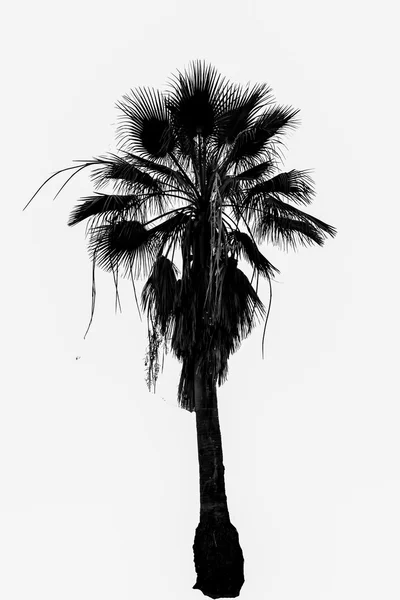 Яркая пальма на белом фоне — стоковое фото