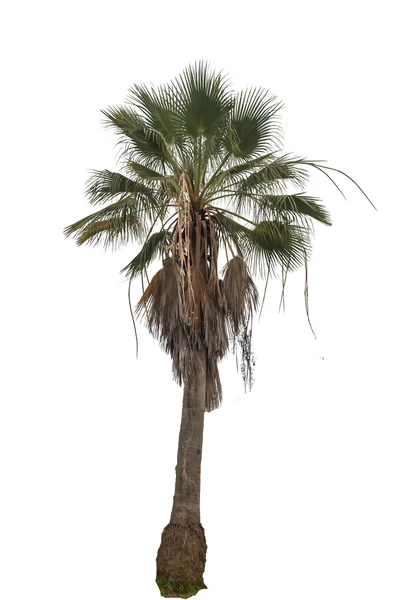 Helle Palme isoliert auf weißem Hintergrund — Stockfoto