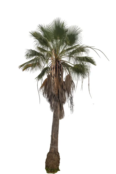 Palma luminosa isolata su sfondo bianco — Foto Stock