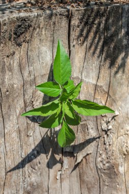 eski ağaçtan çimlenme yeni fidan.