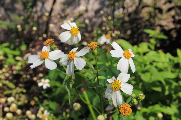 Daisy blomman — Stockfoto