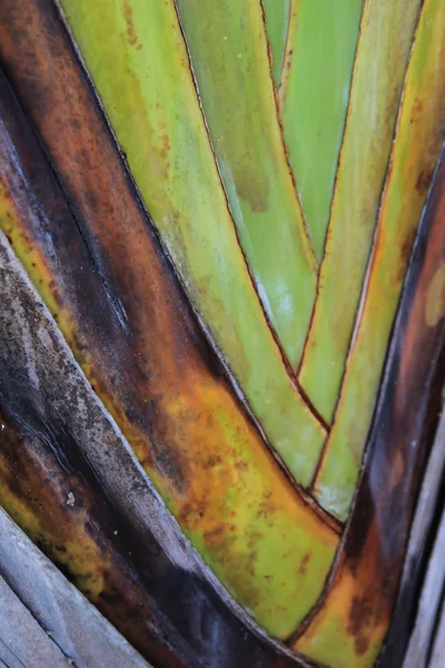 Листя банана каскадне як текстура ударного фону — стокове фото