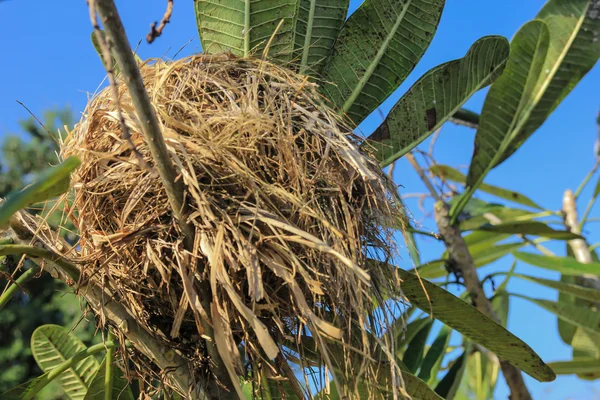 Гнездо на дереве, гнезда из травы . — стоковое фото