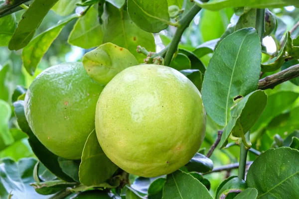 Лимон Зеленый Лимон Лайм Дереве — стоковое фото