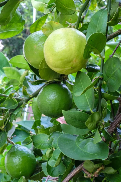 Limone Limone Verde Tiglio Sull Albero — Foto Stock
