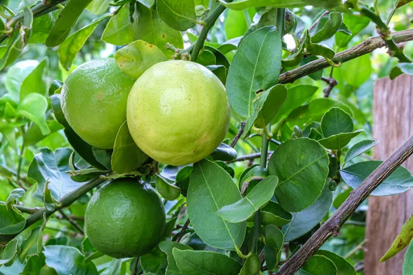 Limone Limone Verde Tiglio Sull Albero — Foto Stock