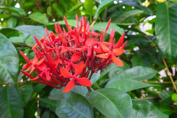 Ğne Çiçeği Güzel Kırmızı Bir Çiçek Bahçe Arka Planında Bir — Stok fotoğraf