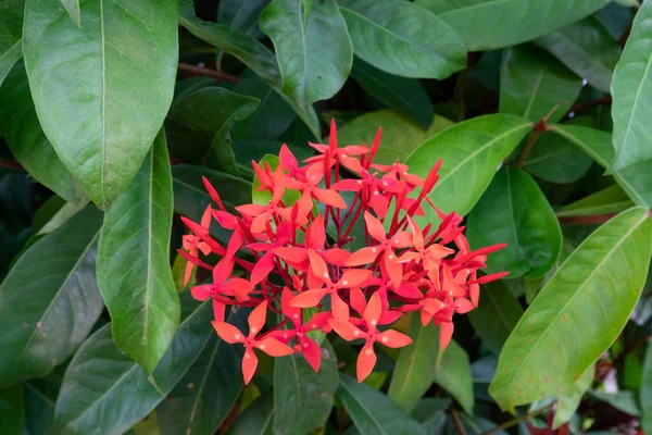 Aiguille Fleurit Une Belle Fleur Rouge Une Aiguille Fleurit Dans — Photo