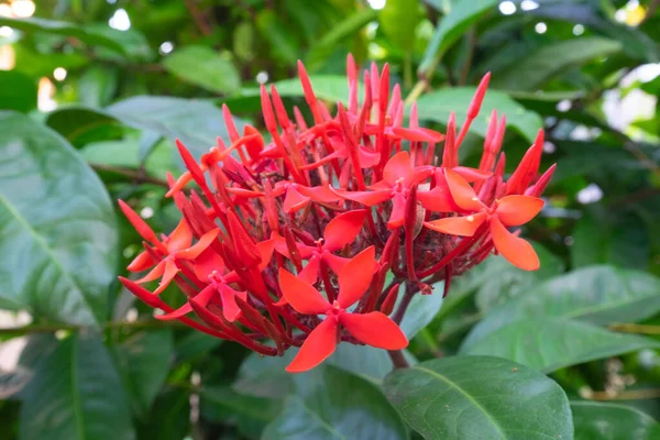 Aiguille Fleurit Une Belle Fleur Rouge Une Aiguille Fleurit Dans — Photo