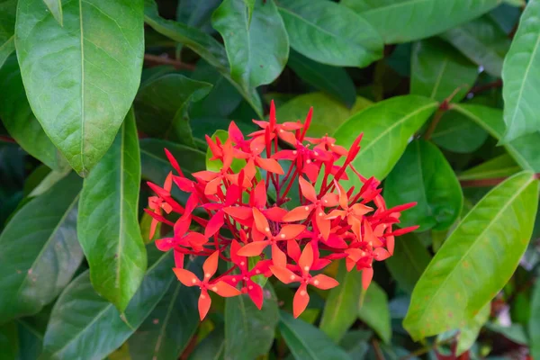 Flor Agulha Uma Bela Flor Vermelha Uma Flor Agulha Fundo — Fotografia de Stock