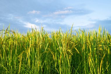 Pirinç kulakları. Pirinç kulaklarını kapat.
