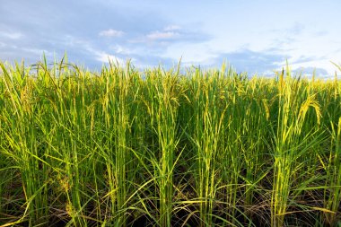 Pirinç kulakları. Pirinç kulaklarını kapat.