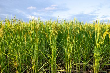 Pirinç kulakları. Pirinç kulaklarını kapat.