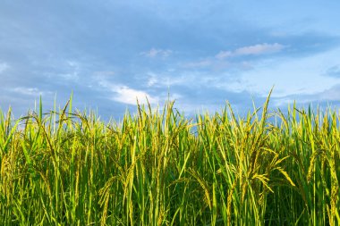 Pirinç kulakları. Pirinç kulaklarını kapat.