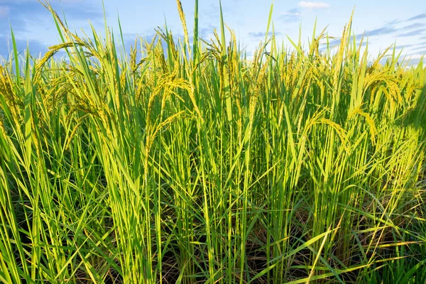 Ører Ris Nær Risørene – stockfoto