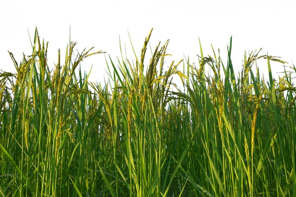 Orejas Arroz Primer Plano Las Espigas Arroz —  Fotos de Stock