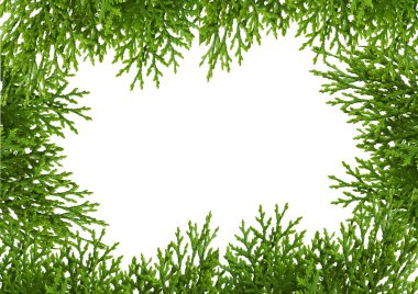 Çiçeklerden oluşan yaratıcı bir düzen. Quare çerçevesi. Ormanda yaprak. Yeşil yapraklar beyaz arkaplanda izole edilmiş..