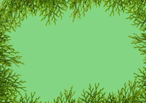 Креативная Компоновка Флоксов Квадратов Листвы Зеленые Листья Холодном Фоне — стоковое фото