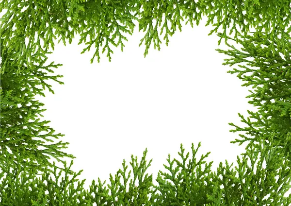 Layout Creativo Fatto Fiori Cornice Quadrata Natura Concept Leaf Foresta — Foto Stock