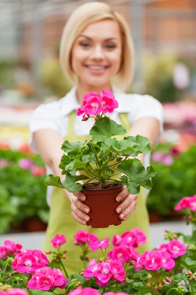 Woman in greenhouse — Stock Photo, Image