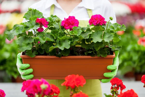 Women with potted plant. — Stock Photo, Image