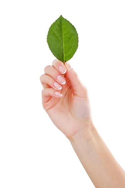 Mâna feminină cu frunze verzi — Fotografie, imagine de stoc