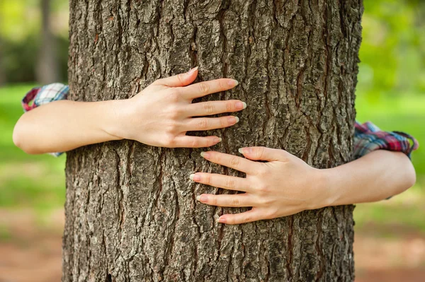 Händerna kramar träd — Stockfoto