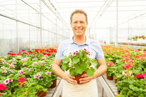 Man in apron holding potted plant — Stok Foto