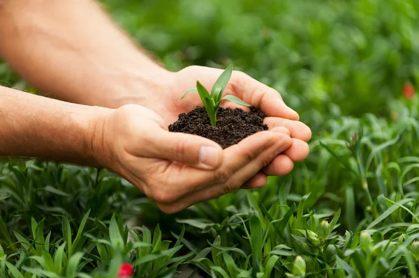 Mãos segurando planta verde — Fotografia de Stock