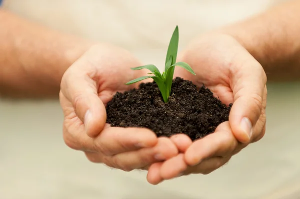 Mãos segurando planta verde — Fotografia de Stock