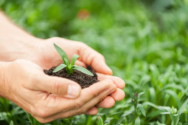 Hände halten grüne Pflanze — Stockfoto